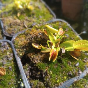 Dionaea ' scarlatine '