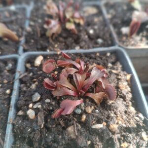 Dionaea ' trev's Red dantat '