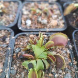 Dionaea ' brutal shark '