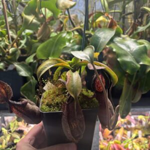Nepenthes Spathulata x Hamata