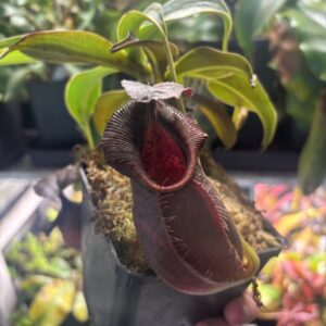 Nepenthes Spathulata x Gymnamphora