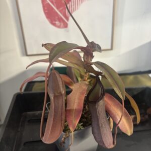 Nepenthes Rebecca Soper