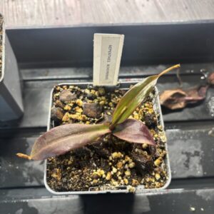 Nepenthes Bokorensis