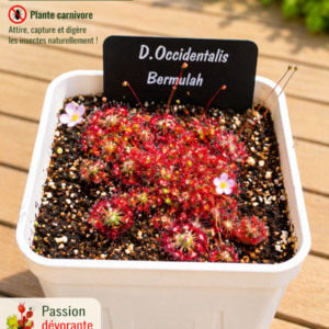 Droséra Occidentalis "Bermulah" (Pygmée)