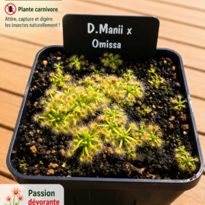 Droséra Manii x Omissa (Pygmy)