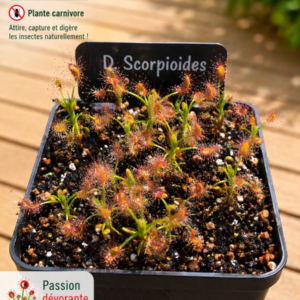 Droséra Scorpioïdes (Pygmy)
