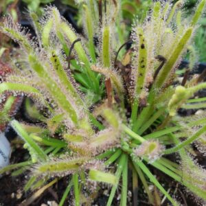 Drosera Capensis 'Alba' (deux pieds)