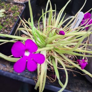 Pinguicula moctezumae