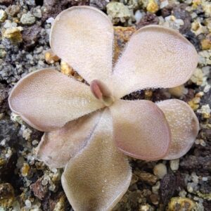Pinguicula x 'pirouette'