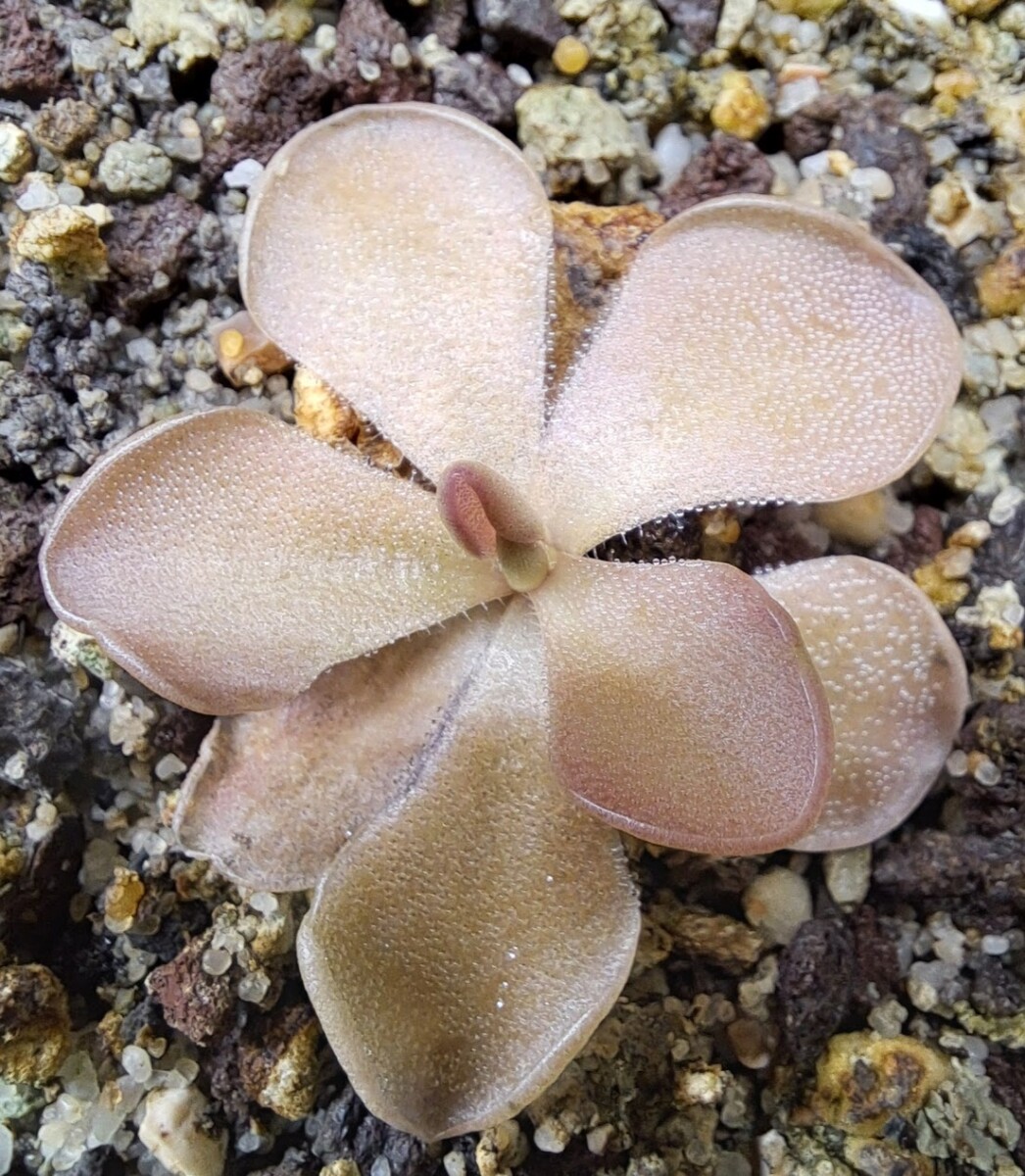 Pinguicula x 'pirouette'