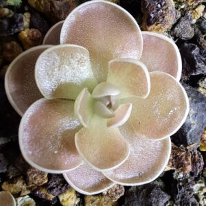 Plante carnivore : Pinguicula sp. Tolantongo