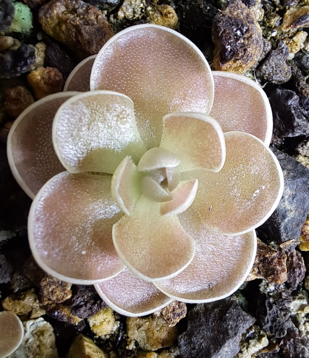 Plante carnivore : Pinguicula sp. Tolantongo