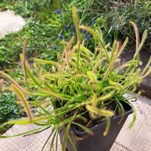 Drosera capensis (deux pieds)