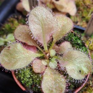 Plante carnivore Drosea x andromeda