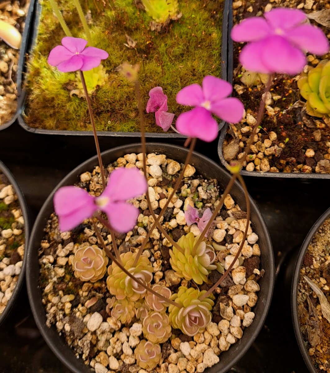 Plante carnivore : Pinguicula sp. Tolantongo – Image 2