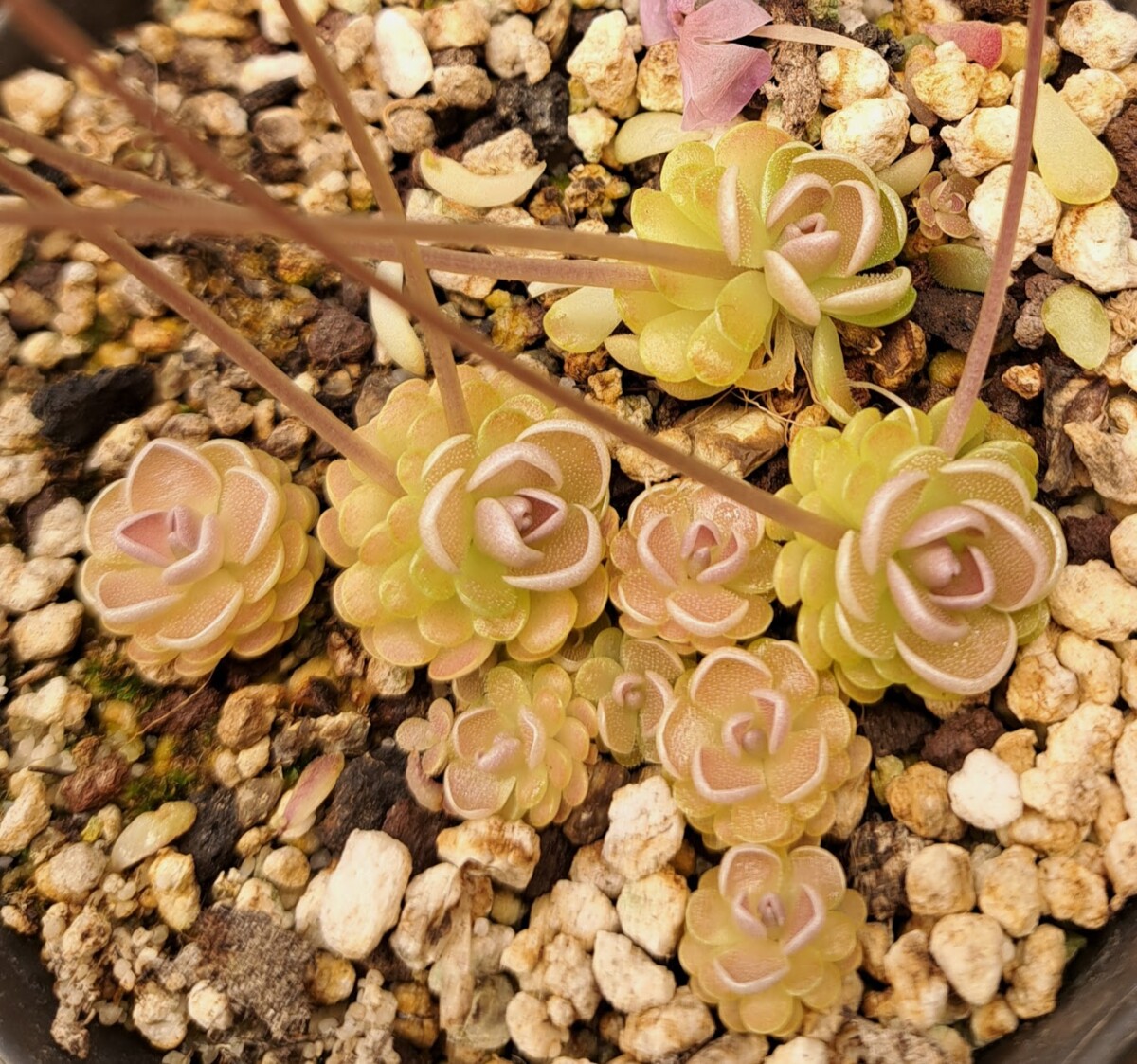 Plante carnivore : Pinguicula sp. Tolantongo – Image 3