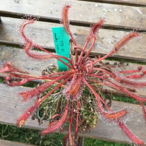 Droséra Capensis all red