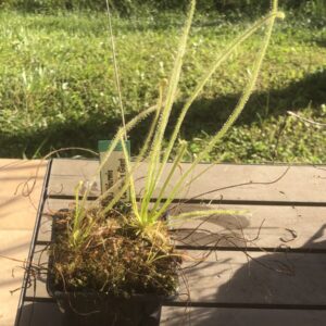 Droséra Filiformis california giant