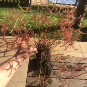 Drosera binata var. Multifida 'Extrema'