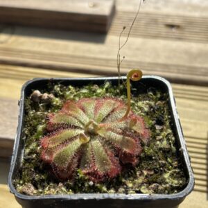 Drosera Admirabilis 'Ceres, SA'
