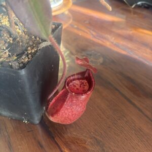 Nepenthes Peltata