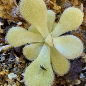 Pinguicula agnata 'barranca di Toliman'