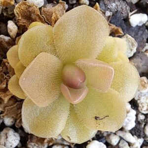 Plante carnivore Pinguicula x 'bailly'