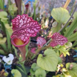 Sarracenia Bonbon