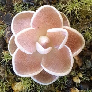 Pinguicula Ehlersiae