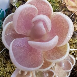 Pinguicula debbertiana