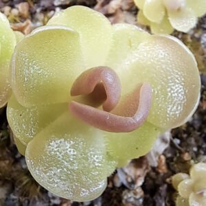 Plante carnivore Pinguicula x 'sethos'