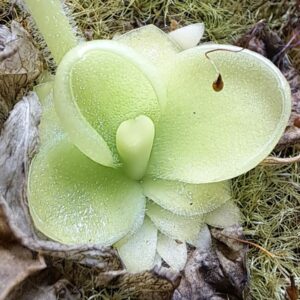 Carnivorous plant: Pinguicula x "BCP Golden eye".