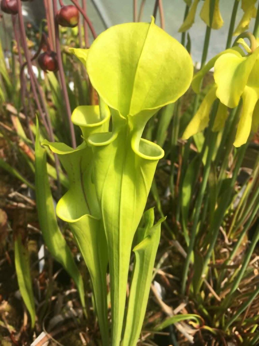 Lots X 4 plantes carnivores Sarracenia Hybrides Taille M \ Size M