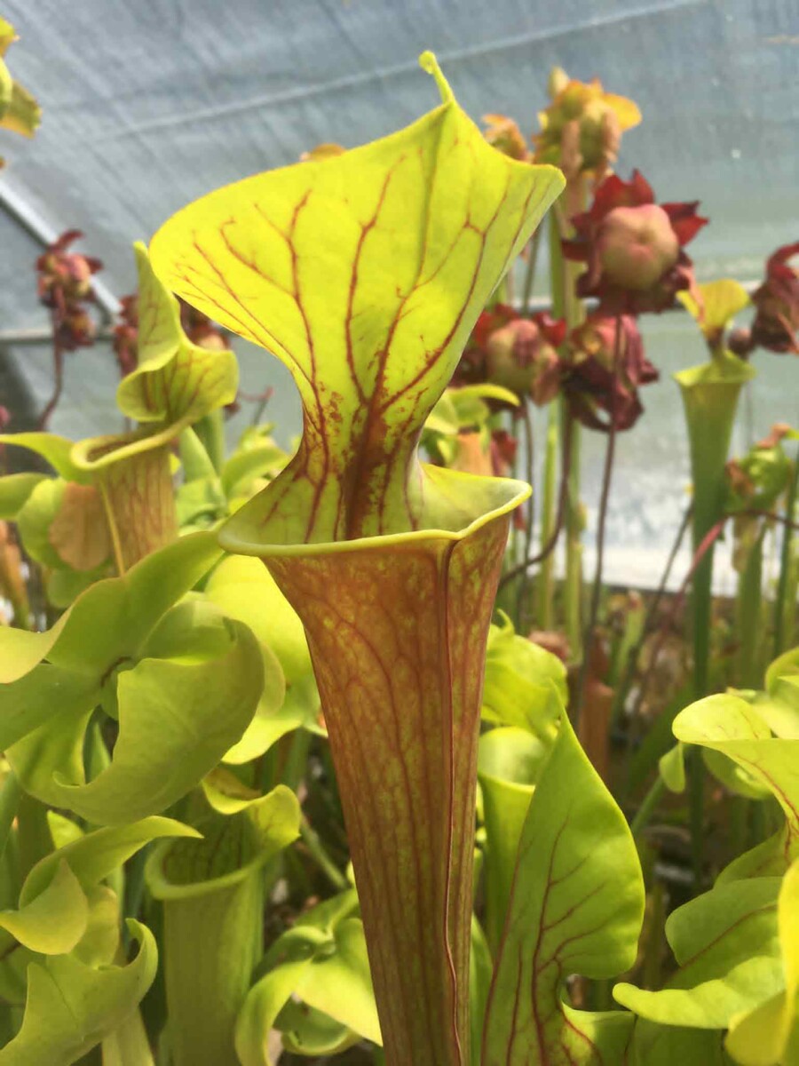 Lots X 4 plantes carnivores Sarracenia Hybrides Taille M \ Size M – Image 2