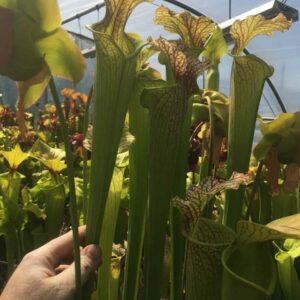 Sarracenia Moorei X 2 plantes taille L / size L set of 2 plants