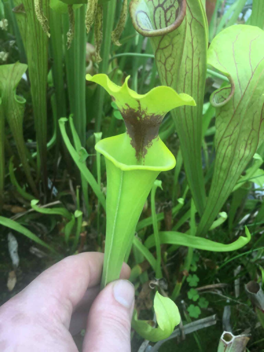 Lots X 4 plantes carnivores Sarracenia Hybrides Taille M \ Size M – Image 3