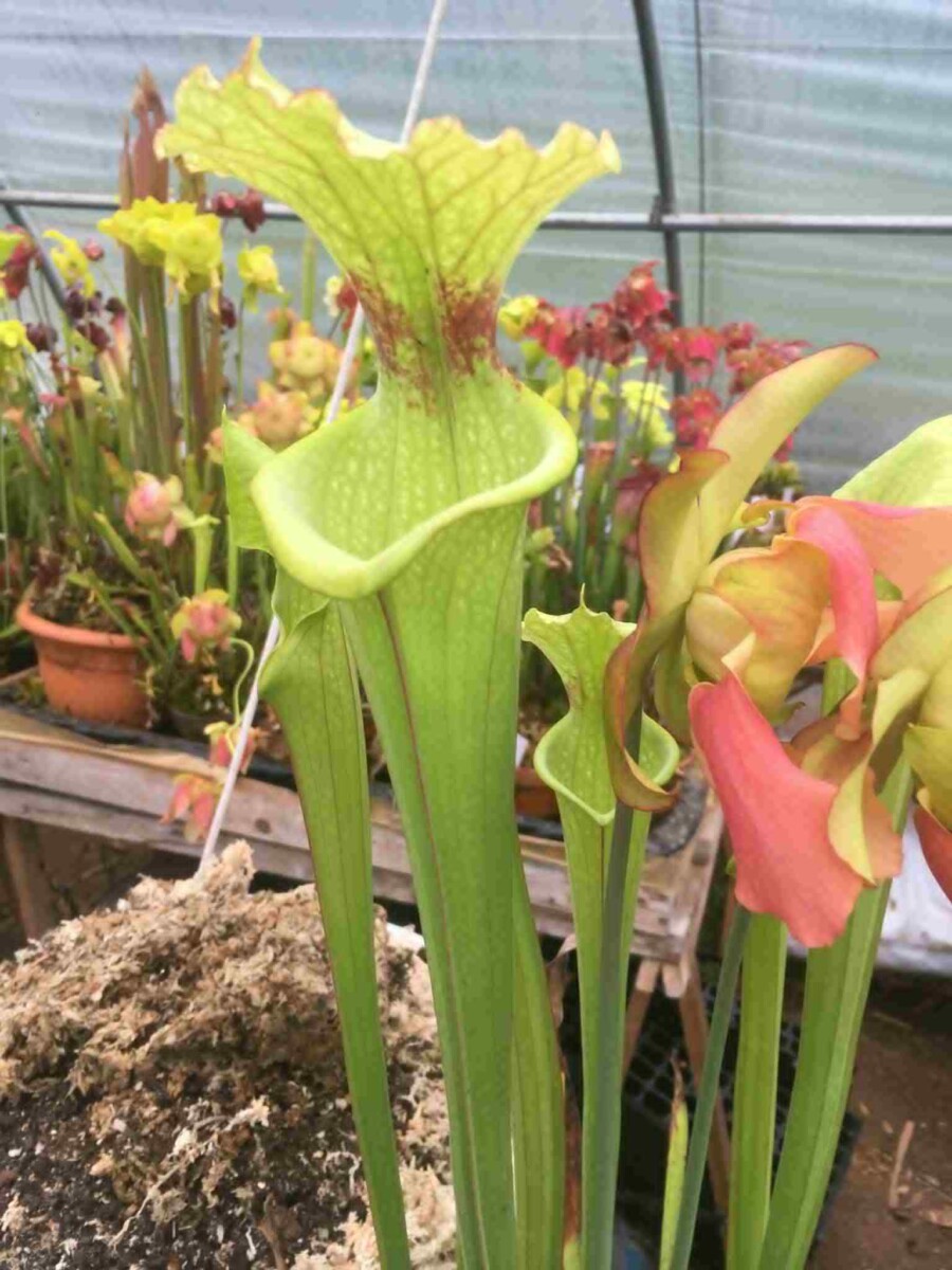 Lots X 4 plantes carnivores Sarracenia Hybrides Taille M \ Size M – Image 4