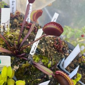 Lots 6 plants de dionaea rouges hybrides horticoles Tailles M / Size M Red dionaea