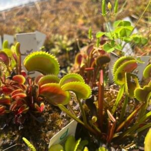 Lots 8 plants de dionaea muscipula hybrides horticoles/environ 6 euros le plant