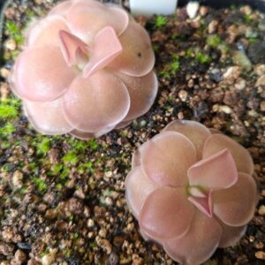 Plante carnivore Pinguicula x 'bailly'