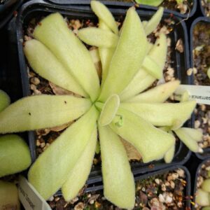 Pinguicula agnata 'barranca di Toliman'