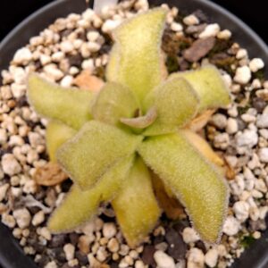 Plante carnivore : Pinguicula martinezii