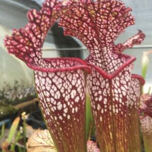 Lots 7 plants de sarracenia hybrides horticoles