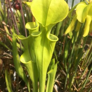 Lots 6 plantes carnivores : 1 sarracenia Flava + 4 dionaea shark teeth + 1 touffe droseras capensis