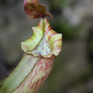 Nepenthes veitchii x boschiana