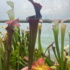 Sarracenia Saurus Officiel