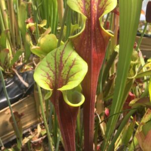 Sarracenia flava waccamaw