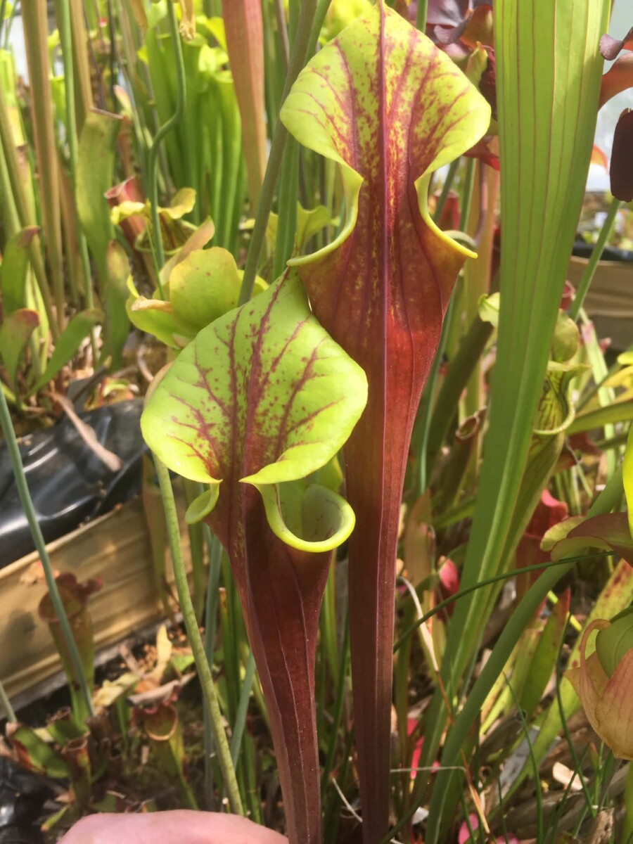 Sarracenia flava waccamaw