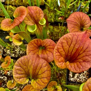 Sarracenia flava var. cuprea (HCCP) (FC07)