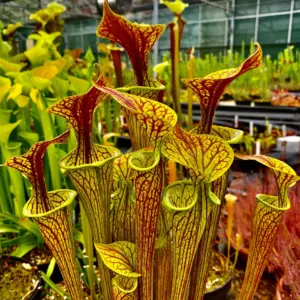 Sarracenia flava var. ornata "plante naine" (HCCP) (FO16)